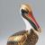 Brown Pelican