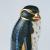 Rockhopper Penguin